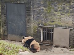 -都江堰中华大熊猫苑