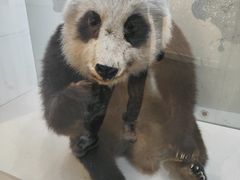 -重庆自然博物馆(新馆)