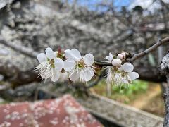 -广州市流溪河国家森林公园