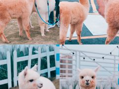 -Blue Concept Cafe&Farm·關於藍
