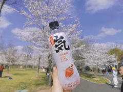 -顾村公园