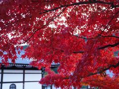 -天龙寺