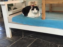 -Anne猫窝咖啡屋