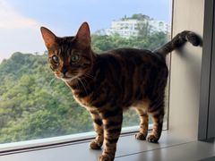 -香港数码港艾美酒店