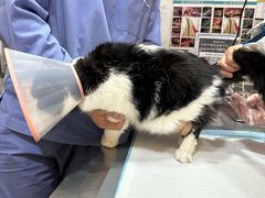 -瑞派名望志远动物医院·猫科·內科·异宠专科(直港大道店)