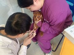 -瑞派福兴宠物医院犬猫全科·骨科·中西医结合(河东店)