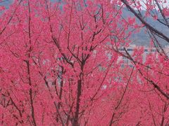 -牛岗山公园