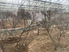 -北京鹫峰国家森林公园