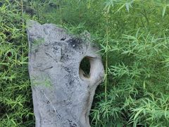 -团结湖公园
