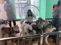 -Husky Go! 哈士奇体验馆·宠物咖啡厅狗咖