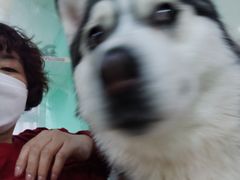 -Husky Go! 哈士奇体验馆·宠物咖啡厅狗咖