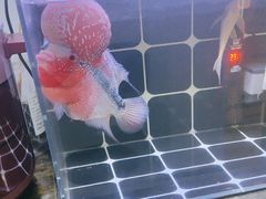 -老红桥炸灌肠牛肚锅烧烤(定福庄店)