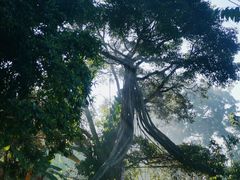 -普洱太阳河森林公园