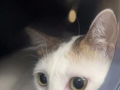 -宠颐生猫科·内科皮肤科(西平世纪城店)