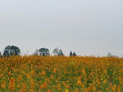 -三圣花乡旅游区