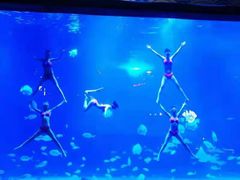 -烟台海昌鲸鲨海洋公园