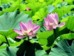-莲花池公园