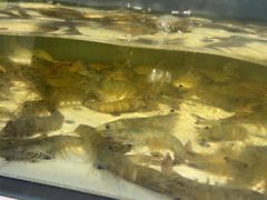 -川骄海鲜自助(河东店)