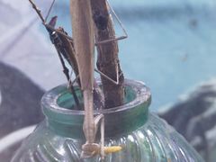 -正佳雨林生态植物园