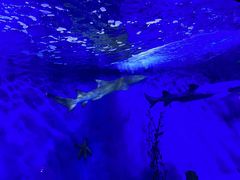 -太平洋海底世界