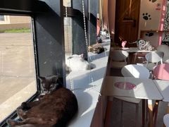 -喵匠猫主题咖啡(凯德和平广场店)