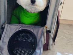 -多乐狗狗宠物训练工作室