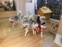 -Husky Go! 哈士奇体验馆·宠物咖啡厅狗咖