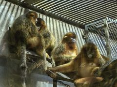 -大连森林动物园