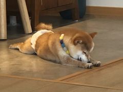 -南京Hallo宠物乐园·哈罗犬舍·柴犬繁育基地