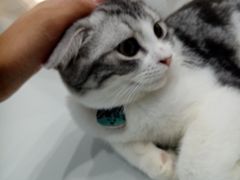 -糯米喵星人·撸猫猫舍咖啡馆(西市场嘉华店)