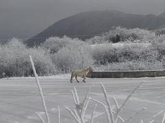 -太子岭滑雪场