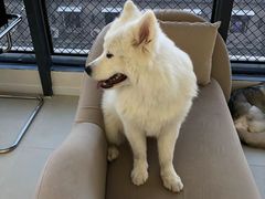 -怪兽屋·羊驼·猫咖·狗咖(俊华广场店)