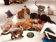 -藏猫猫咖啡主题馆(中央大道店)