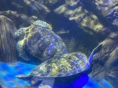 -太平洋海底世界