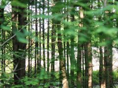 -桤木河湿地公园