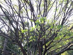 -南国桃园旅游度假区