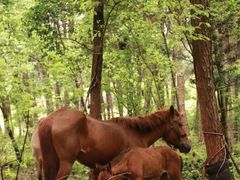 -铁山坪森林公园