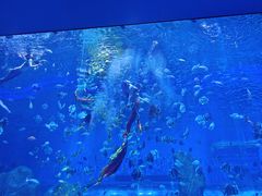 -石家庄极地海洋世界