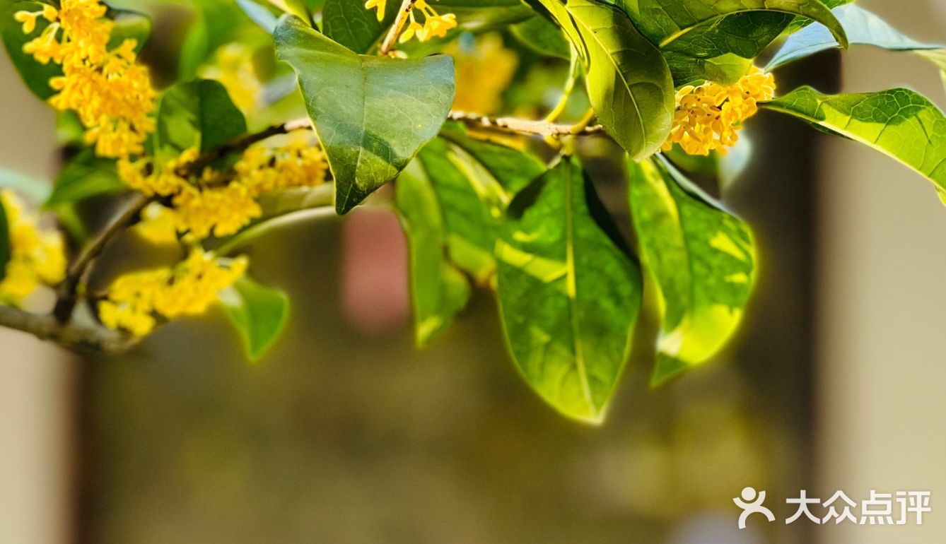桂拂清风菊带霜