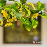桂拂清风菊带霜