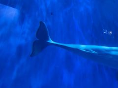 -多彩贵州城极地海洋世界