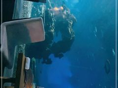 -海棠湾洲际-涛·海底餐厅·美人鱼·自助餐·海底隧道