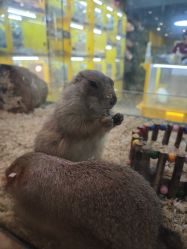 -神奇动物撸宠馆·羊驼·小浣熊·异宠(豫园店)