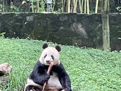 -都江堰中华大熊猫苑
