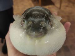 -肆月河豚·新淮扬(金融街店)