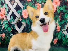 -太原东方动物医院(小店分院)