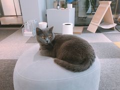 -米宠家·撸猫猫咖小萌宠·猫咪洗澡·猫咪寄养(高新大都荟店)