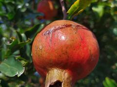 -商丘古城-应天书院