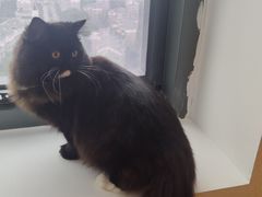 -猫腻·猫咖·撸猫馆(星光大道店)