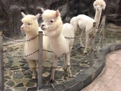-上海大自然野生昆虫馆(东方明珠·爬宠昆虫探索中心)